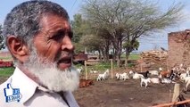 Virk Goat Farm in Sialkot _ Desi Goat Farming Tips _ Goat Farming 2020 in Punjab