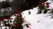 VAN Bahçesaray'da açan ters laleler karla bir başka güzel