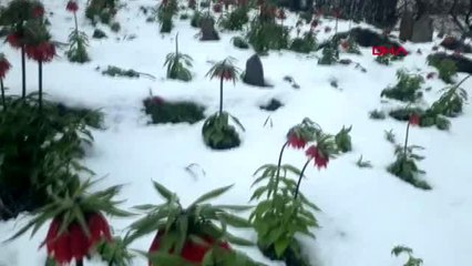 VAN Bahçesaray'da açan ters laleler karla bir başka güzel-2