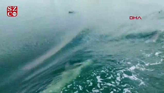 Yunuslar, İzmit Körfezi'nde deniz süpürgesine eşlik etti