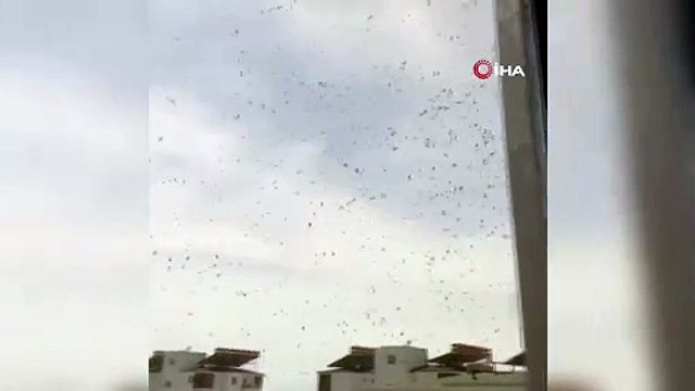 Arılar mahalleyi sardı,vatandaşlar evlere kapandı