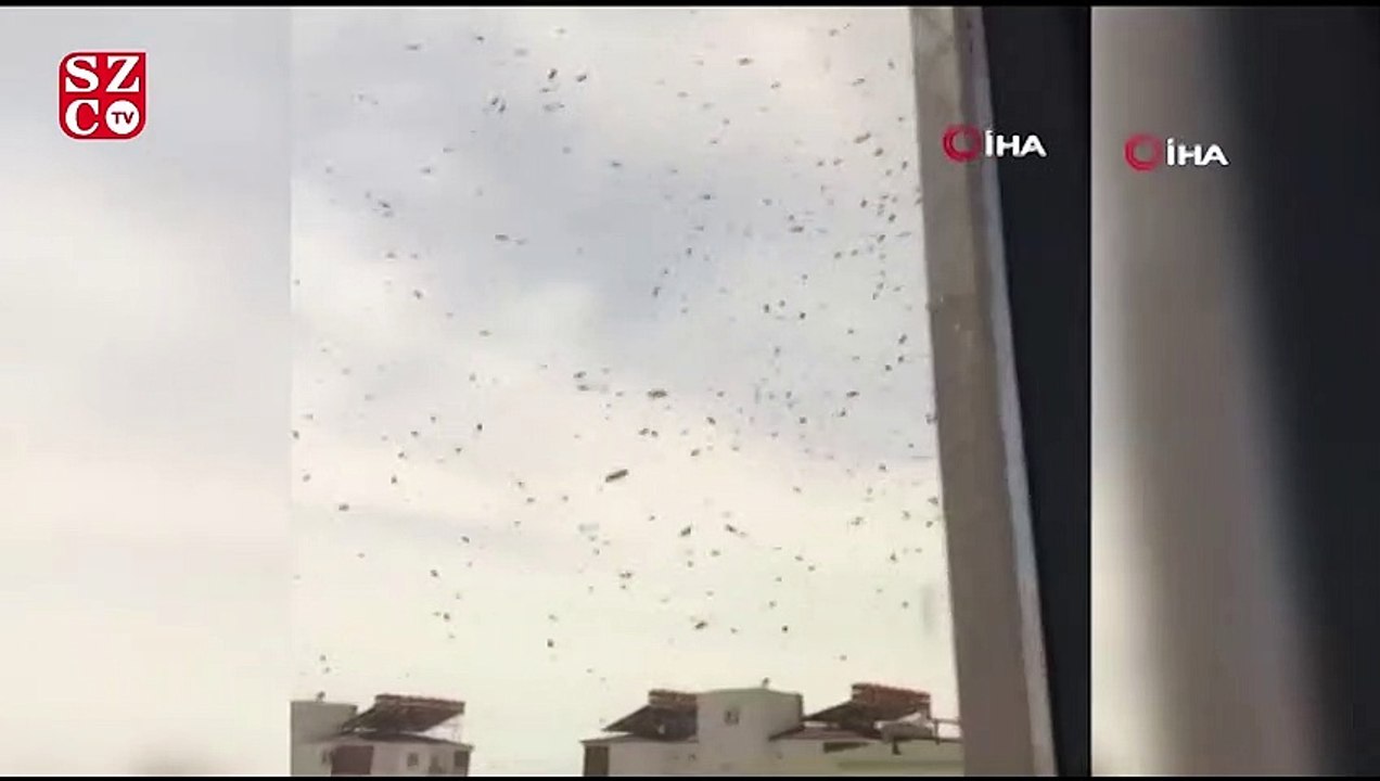 Vatandaşları korkutan arı istilası