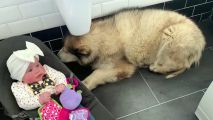 Ce énorme chien fait tout pour éviter de prendre son bain !