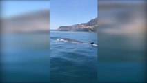 La ausencia del ruido humano atrae a ballenas y delfines hasta las costas