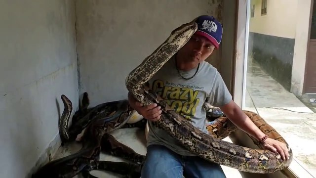 Il s'assoit avec ses 3 pythons géants et c'est impressionnant