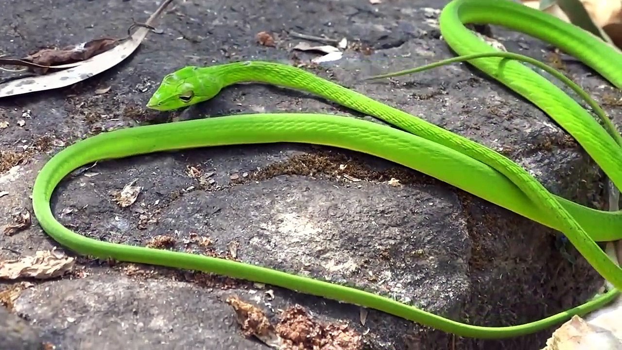 Ce serpent vert parait irréel... Et pourtant