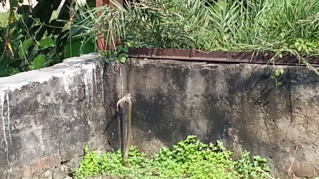 Un gros serpent s'enfuit avec son repas dans la gueule