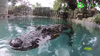 Il nage avec son crocodile de compagnie