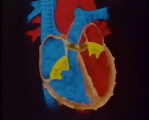 Sistema cardiovascular · El corazon como BOMBA y la funcion de las VÁLVULAS CARDÍACAS