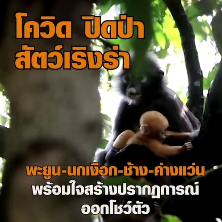 โควิด ปิดป่า สัตว์แฮปปี้ พะยูน 30 ตัว ลอยคอ นกเ...