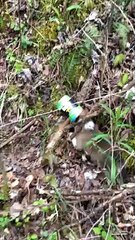 Puppy Rescued From Food Can Predicament