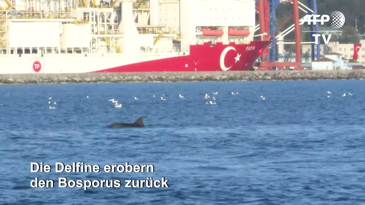 Delfine erobern Bosporus zurück