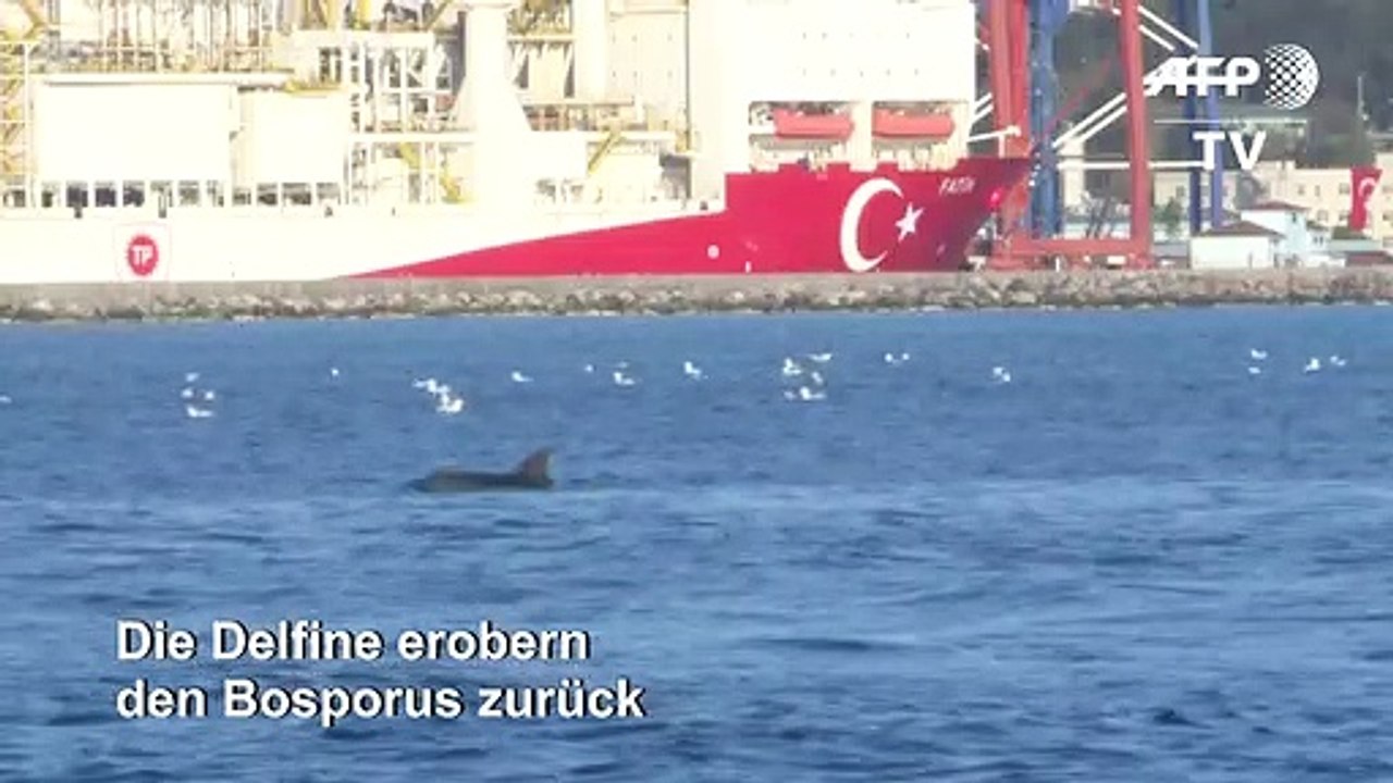 Delfine erobern Bosporus zurück