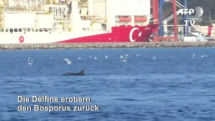 Delfine erobern Bosporus zurück