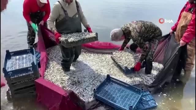 İznik Gölünde gümüş balığı bereketi