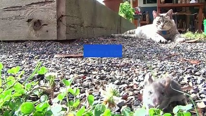 Braeden Lichti: The Business of Anti-Aging and Rejuvenation Biotechnology