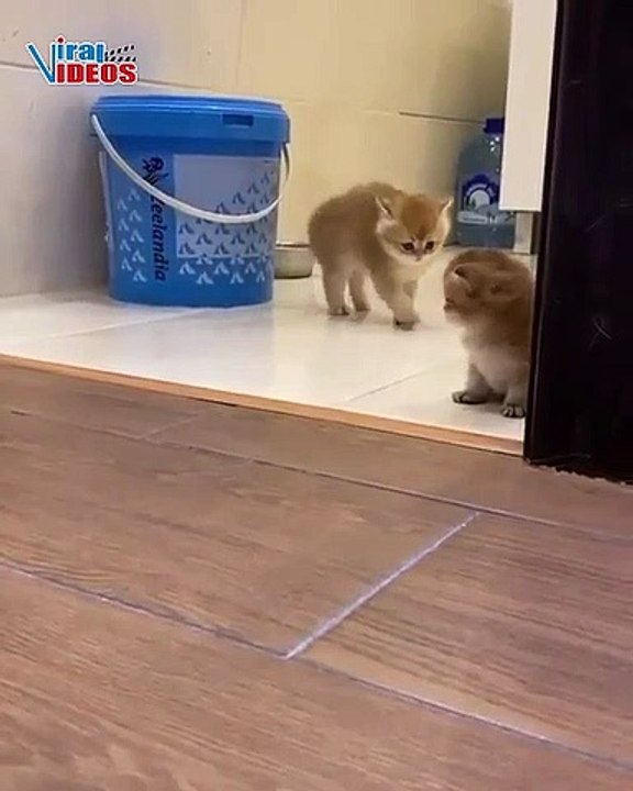 Cutest Cats Compilation 2020 | Best Cute Cat Videos Ever