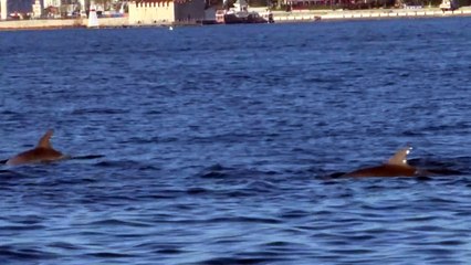 الدلافين تحتل البوسفور مستغلة الصمت المخيم على اسطنبول