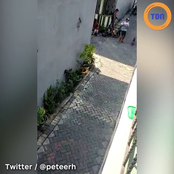 Insolite : ce singe à moto essaye d'enlever un enfant !