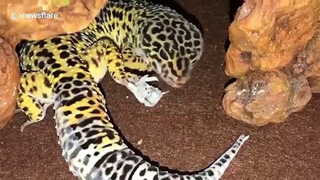 Gecko-lizard-eats-his-owen-skin-after-shedding