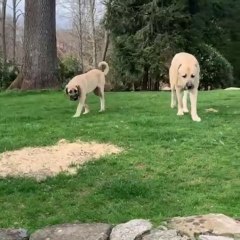 MALAKLI COBAN KOPEKLERi AVRUPADA - MALAKLI SHEPHERD DOG in EUROPA