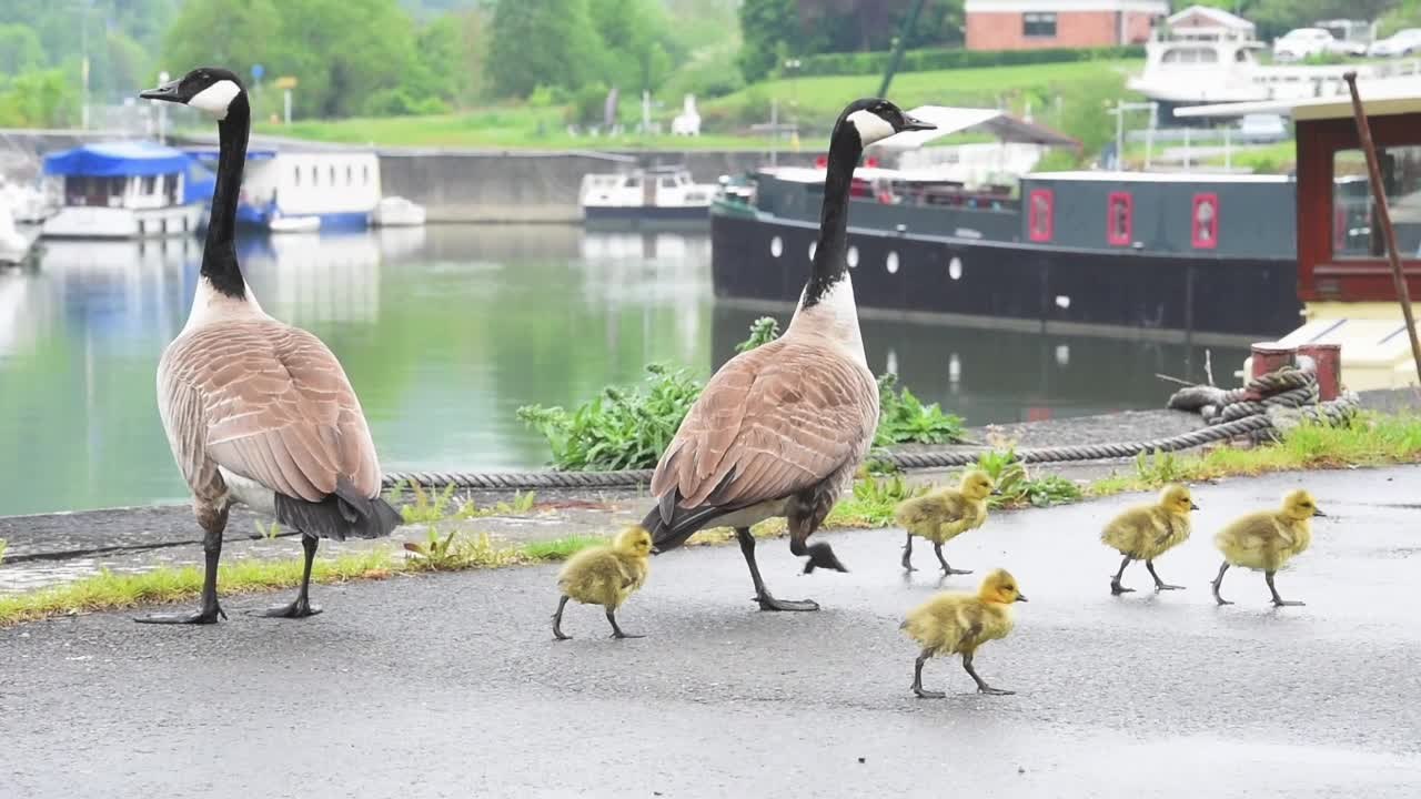 L'image mignonne du jour : la famille Bernaches en promenade...