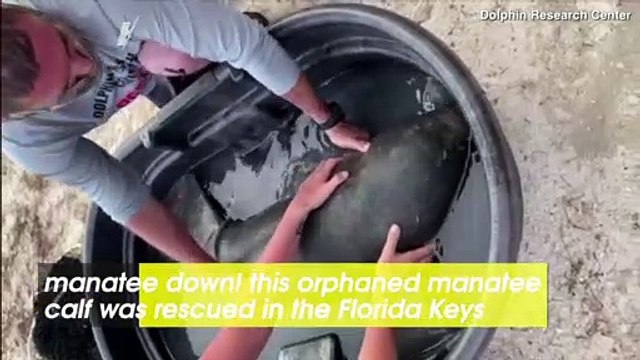 Manatee Down! See Rescuers Save an Orphaned Manatee Calf