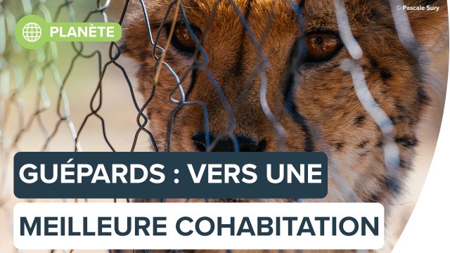 Pour sauver les guépards, cette californienne propose une solution étonnante | Futura