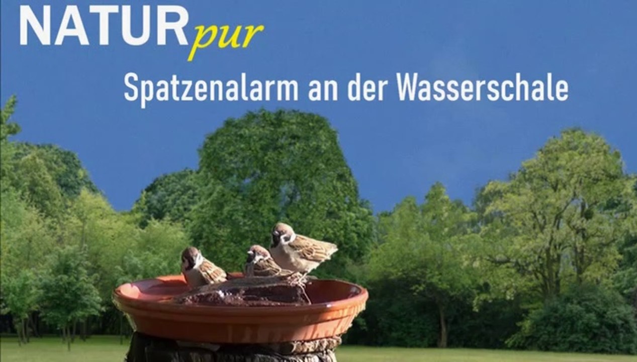 Natur pur: 'Spatzenalarm an der Wasserschale'