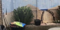 Teacher paints mural of South Shields coastline on garden fence