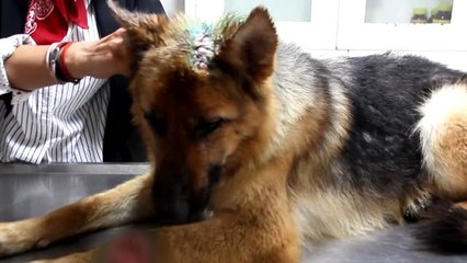 Yaralı bulunan sokak köpeği tedavi edildi
