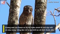 Khám phá loài chim Potoo - 'Thánh meme' có gương mặt hờn dỗi cả thế giới
