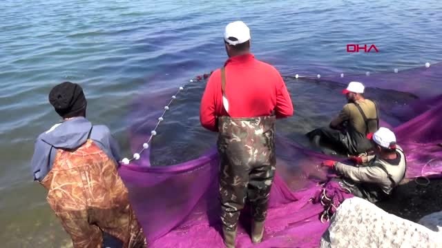 İznik Gölü'nde gümüş balığı bolluğu