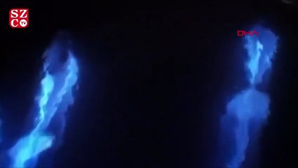 ABD'de yunusların nadir görülen ışık saçan gösterisi kamerada