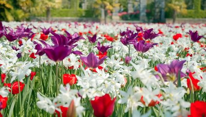Arundel Castle Tulip Festival 2020 The Final Cut