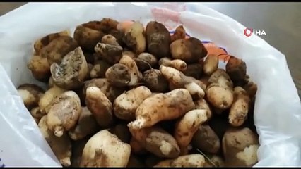 Kaçak salep soğanı toplayanlara 153 bin TL ceza kesildi