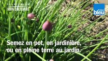 Roland Motte, jardinier, cultiver la ciboulette