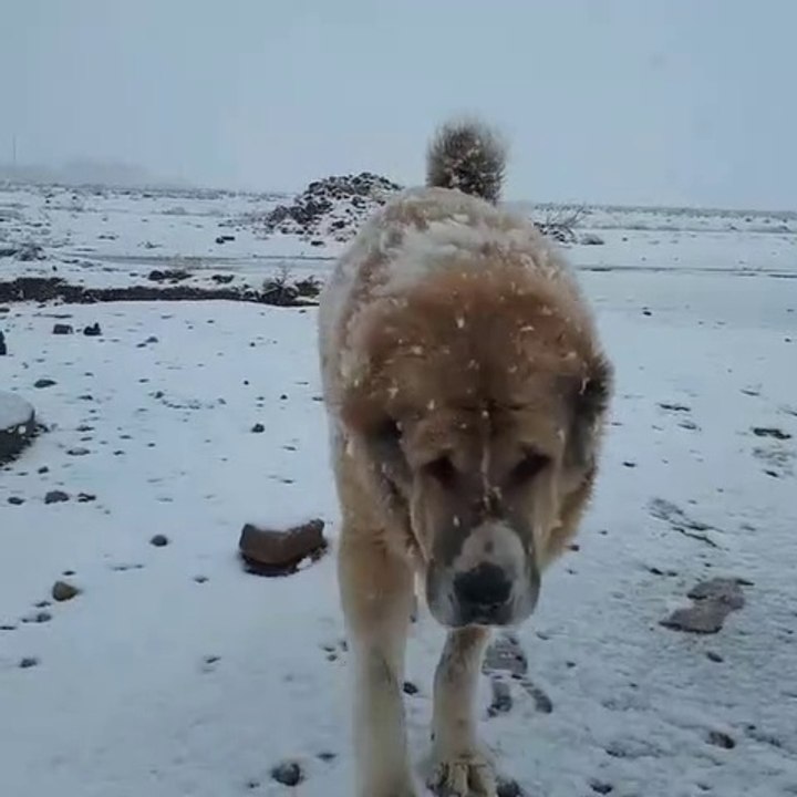 iRAN COBAN KOPEGi KOYUN GOREViNDE - PERSiAN SHEPHERD DOG SHEEP MiSSiON
