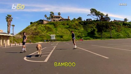 Rescue Dog Trades Morning Walks For Skateboard Rides