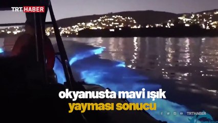 ABD'de yunuslar ışık saçan planktonlar arasında yüzdü