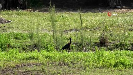 İnsanların evlerine çekilmesini fırsat bilen çeltikçi kuş ve yavruları, ilk kez Bodrum'da görüntülendi