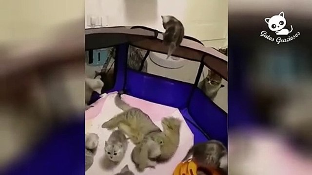 Gatos Graciosos - Los Mejores Videos de Gatos Chistosos