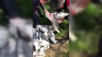 Martı vuran kişiye 16 bin lira ceza