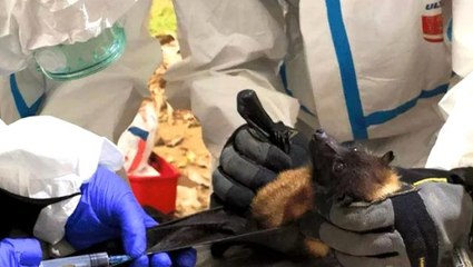 Virüs avcıları 500'den fazla yeni koronavirüs türü saptadı