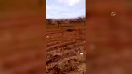Jandarma kayısı ağaçlarını kesen kişileri bulmak için çalışma başlattı