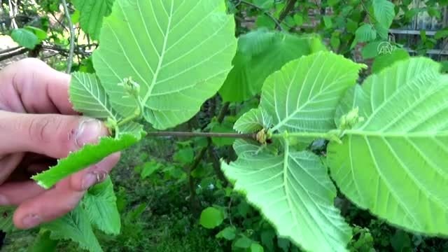 Batı Karadeniz'de fındık üreticileri verim artışı için bahçelerini bakıma aldı - DÜZCE