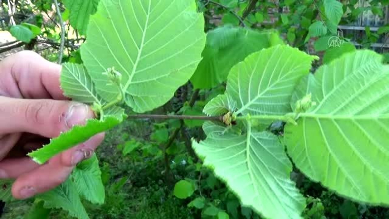 Batı Karadeniz'de fındık üreticileri verim artışı için bahçelerini bakıma aldı - DÜZCE