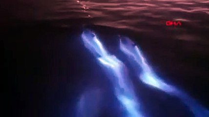 Yunuslar, mavi ışık yayan planktonların arasında yüzdü