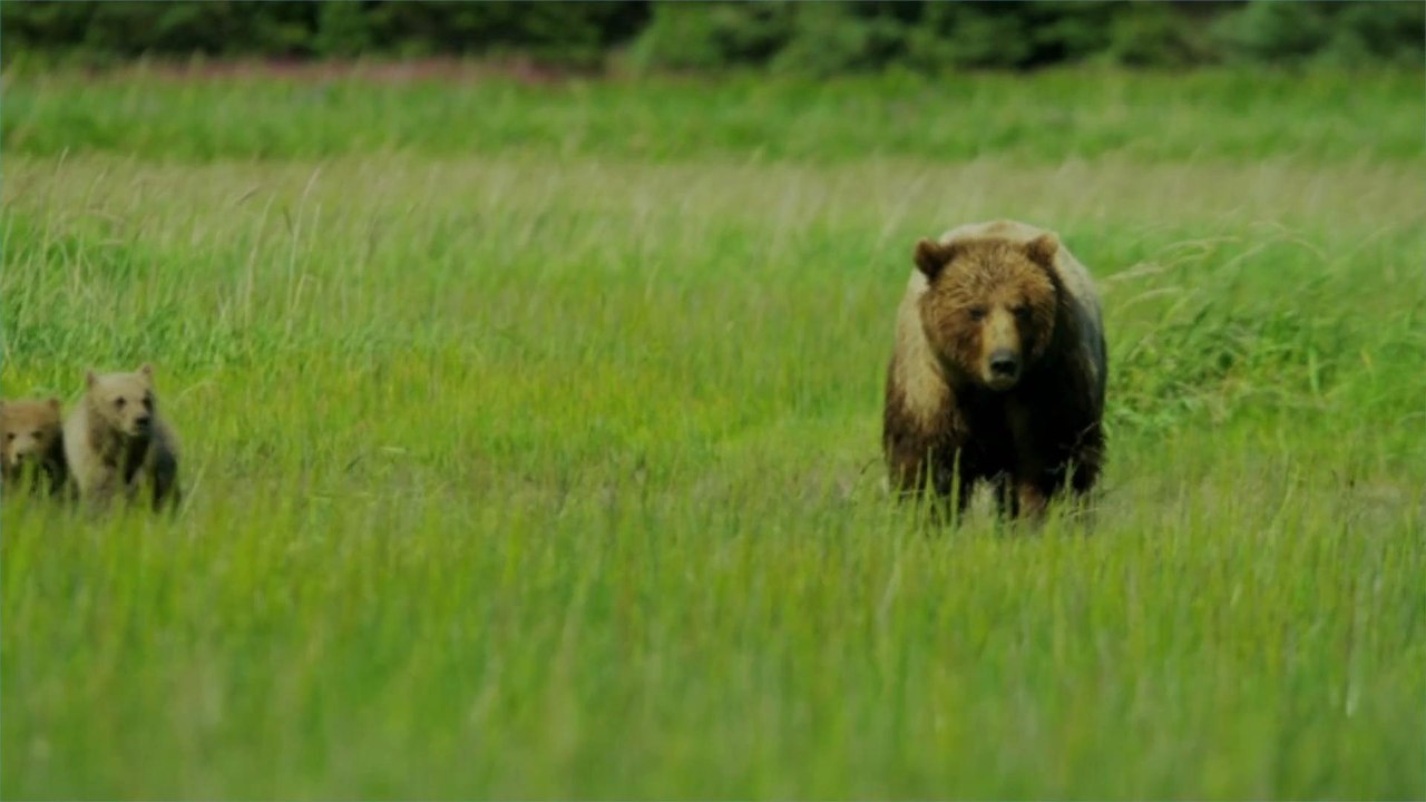 Coronavirus Lockdowns Are Bringing Wild Animals Out Into the Open of National Parks