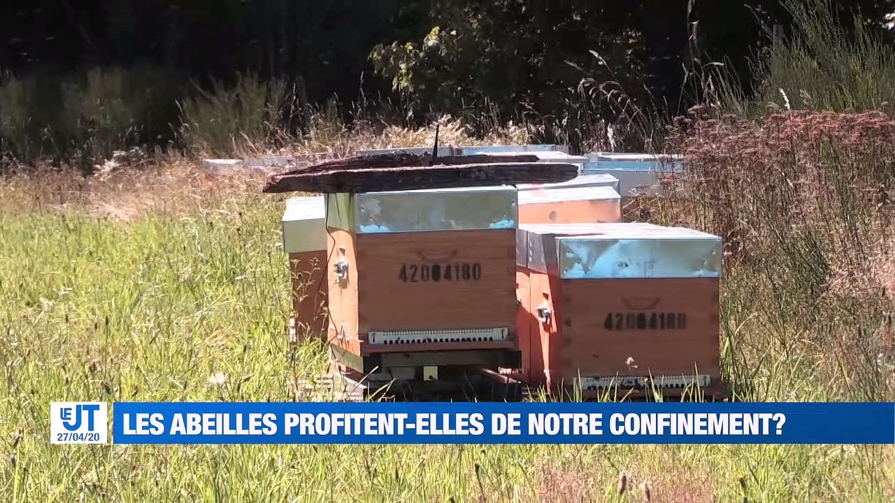 Les abeilles profitent-elles de notre confinement?